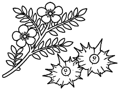 Tribulus Terrestris icon
